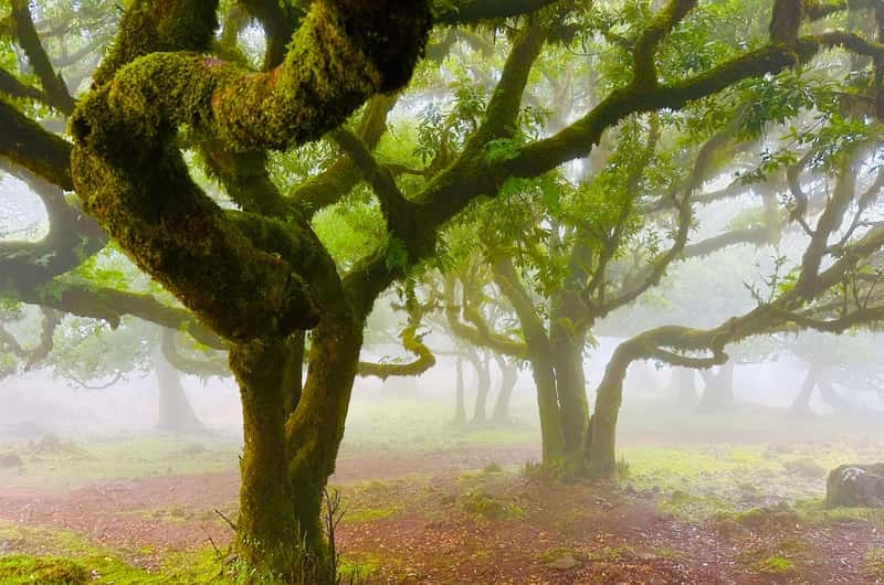 Paisagem da Madeira 5